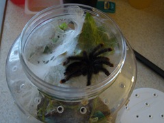 A. avicularia, Jack Jr.