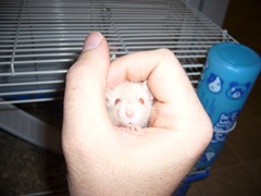 My new baby rat, Cindy