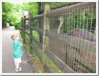 5.3.10 Isaac's Kindergarten Zoo Trip (52)